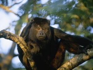 black-howler-monkey_467_600x450