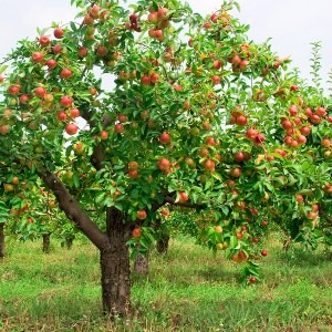 Apple-tree-with-fruit