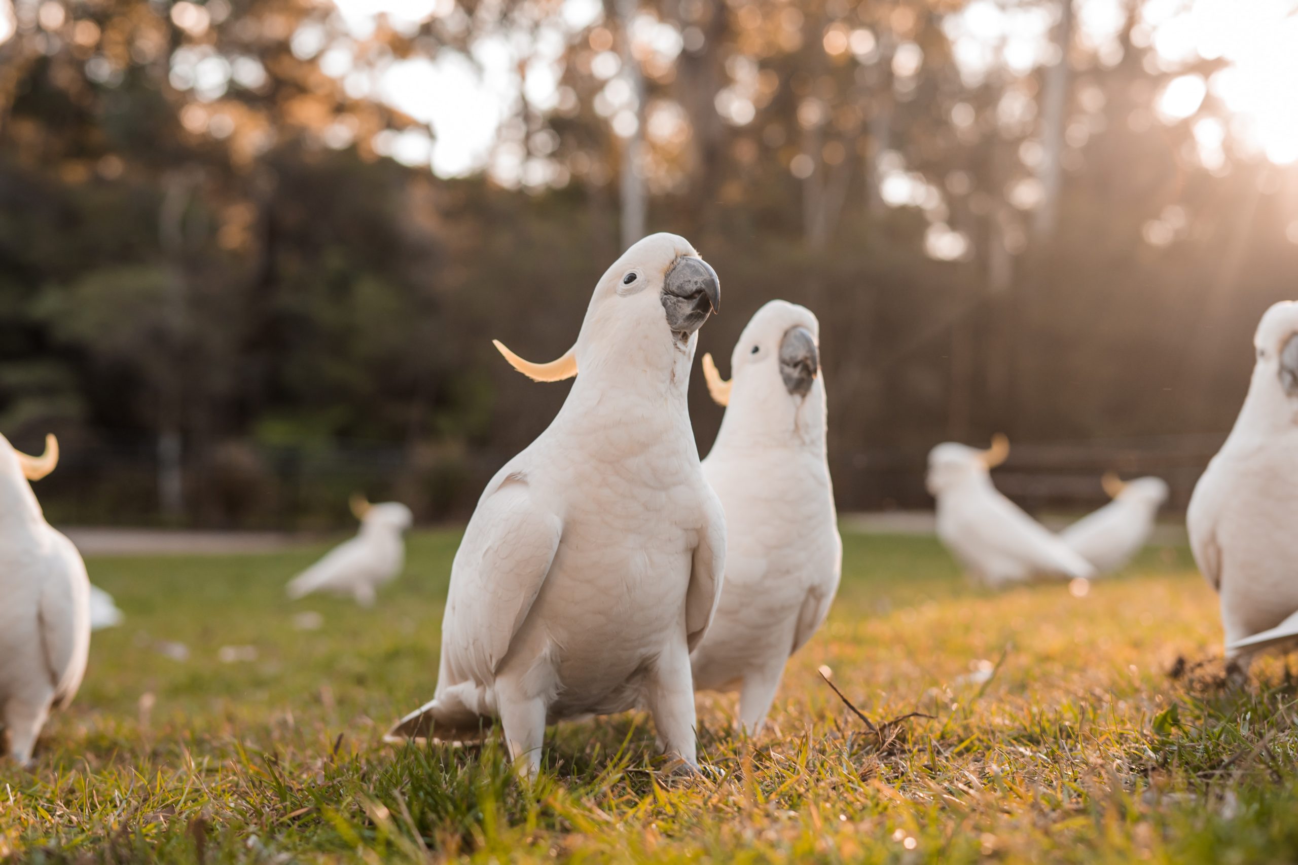 cockatoos-unsplash